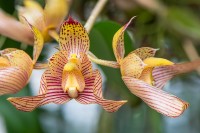 /album/orchideje/dsc1597-1604-bulbophyllum-bicolor-jpg/